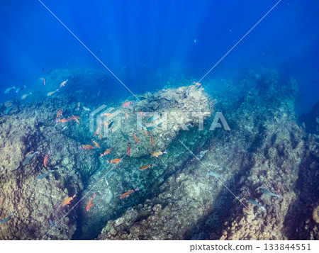 Schools of Japanese goatfish, Japanese seabass, and other fish. Hirizohama, Minamiizu Town, Nakagi, Izu Peninsula, Shizuoka Prefecture - 2025 One of the best in Japan 133844551