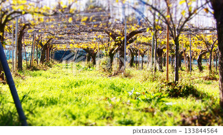 梨園正在為冬季做準備 133844564