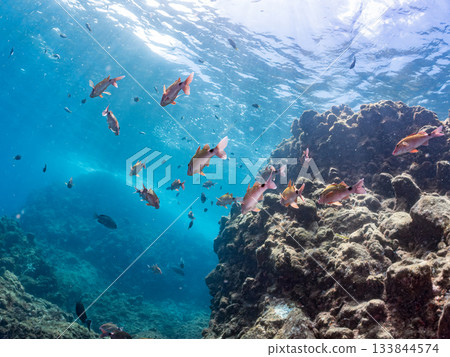 Schools of Japanese goatfish, Japanese seabass, and other fish. Hirizohama, Minamiizu Town, Nakagi, Izu Peninsula, Shizuoka Prefecture - 2025 One of the best in Japan Schools of Japanese goatfish, Japanese seabass, and other fish. Hirizohama, Minamiizu Town, Nakagi, Izu Peninsula, Shizuoka Prefecture - 2025 One of the best in Japan 133844574