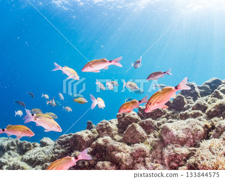 Schools of Japanese goatfish, Japanese seabass, and other fish. Hirizohama, Minamiizu Town, Nakagi, Izu Peninsula, Shizuoka Prefecture - 2025 One of the best in Japan Schools of Japanese goatfish, Japanese seabass, and other fish. Hirizohama, Minamiizu Town, Nakagi, Izu Peninsula, Shizuoka Prefecture - 2025 One of the best in Japan 133844575