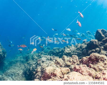 Schools of Japanese goatfish, Japanese seabass, and other fish. Hirizohama, Minamiizu Town, Nakagi, Izu Peninsula, Shizuoka Prefecture - 2025 One of the best in Japan Schools of Japanese goatfish, Japanese seabass, and other fish. Hirizohama, Minamiizu Town, Nakagi, Izu Peninsula, Shizuoka Prefecture - 2025 One of the best in Japan 133844581