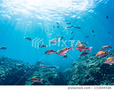 Schools of Japanese goatfish, Japanese seabass, and other fish. Hirizohama, Minamiizu Town, Nakagi, Izu Peninsula, Shizuoka Prefecture - 2025 One of the best in Japan 133844586