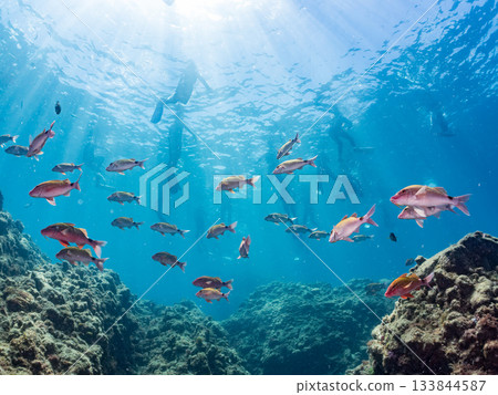 成群的日本羊魚、日本鱸魚和其他魚類。靜岡縣伊豆半島中城南伊豆町平枝濱 - 2025 日本最佳觀魚地點之一 成群的日本羊魚、日本鱸魚和其他魚類。靜岡縣伊豆半島中城南伊豆町平枝濱 - 2025 日本最佳觀魚地點之一 133844587