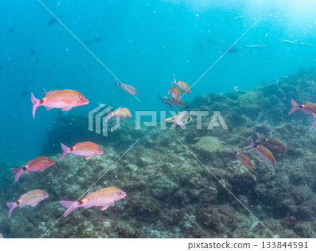 Schools of Japanese goatfish, Japanese seabass, and other fish. Hirizohama, Minamiizu Town, Nakagi, Izu Peninsula, Shizuoka Prefecture - 2025 One of the best in Japan 133844591