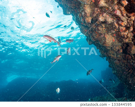 Schools of Japanese goatfish, Japanese seabass, and other fish. Hirizohama, Minamiizu Town, Nakagi, Izu Peninsula, Shizuoka Prefecture - 2025 One of the best in Japan Schools of Japanese goatfish, Japanese seabass, and other fish. Hirizohama, Minamiizu Town, Nakagi, Izu Peninsula, Shizuoka Prefecture - 2025 One of the best in Japan 133844595