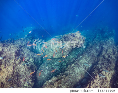 Schools of Japanese goatfish, Japanese seabass, and other fish. Hirizohama, Minamiizu Town, Nakagi, Izu Peninsula, Shizuoka Prefecture - 2025 One of the best in Japan Schools of Japanese goatfish, Japanese seabass, and other fish. Hirizohama, Minamiizu Town, Nakagi, Izu Peninsula, Shizuoka Prefecture - 2025 One of the best in Japan 133844596
