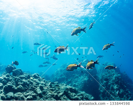 Schools of Japanese goatfish, Japanese seabass, and other fish. Hirizohama, Minamiizu Town, Nakagi, Izu Peninsula, Shizuoka Prefecture - 2025 One of the best in Japan Schools of Japanese goatfish, Japanese seabass, and other fish. Hirizohama, Minamiizu Town, Nakagi, Izu Peninsula, Shizuoka Prefecture - 2025 One of the best in Japan 133844598