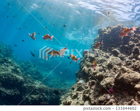 成群的日本羊魚、日本鱸魚和其他魚類。靜岡縣伊豆半島中城南伊豆町平枝濱 - 2025 日本最佳觀魚地點之一 133844602