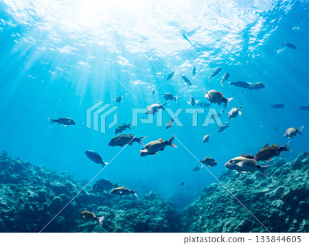 Schools of Japanese goatfish, Japanese seabass, and other fish. Hirizohama, Minamiizu Town, Nakagi, Izu Peninsula, Shizuoka Prefecture - 2025 One of the best in Japan Schools of Japanese goatfish, Japanese seabass, and other fish. Hirizohama, Minamiizu Town, Nakagi, Izu Peninsula, Shizuoka Prefecture - 2025 One of the best in Japan 133844605