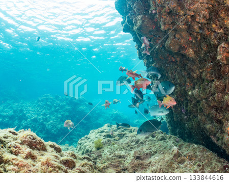 Schools of Japanese goatfish, Japanese seabass, and other fish. Hirizohama, Minamiizu Town, Nakagi, Izu Peninsula, Shizuoka Prefecture - 2025 One of the best in Japan Schools of Japanese goatfish, Japanese seabass, and other fish. Hirizohama, Minamiizu Town, Nakagi, Izu Peninsula, Shizuoka Prefecture - 2025 One of the best in Japan 133844616