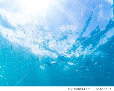 Schools of Japanese goatfish, Japanese seabass, and other fish. Hirizohama, Minamiizu Town, Nakagi, Izu Peninsula, Shizuoka Prefecture - 2025 One of the best in Japan 133844623