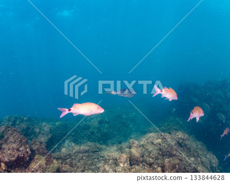 Schools of Japanese goatfish, Japanese seabass, and other fish. Hirizohama, Minamiizu Town, Nakagi, Izu Peninsula, Shizuoka Prefecture - 2025 One of the best in Japan 133844628