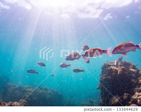 Schools of Japanese goatfish, Japanese seabass, and other fish. Hirizohama, Minamiizu Town, Nakagi, Izu Peninsula, Shizuoka Prefecture - 2025 One of the best in Japan 133844629