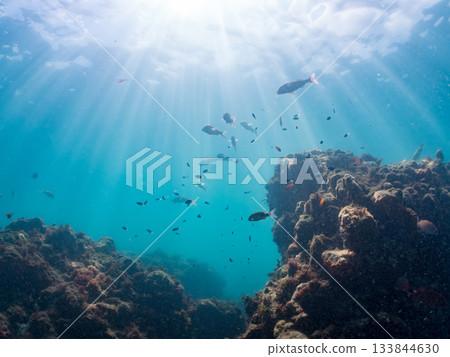 Schools of Japanese goatfish, Japanese seabass, and other fish. Hirizohama, Minamiizu Town, Nakagi, Izu Peninsula, Shizuoka Prefecture - 2025 One of the best in Japan 133844630