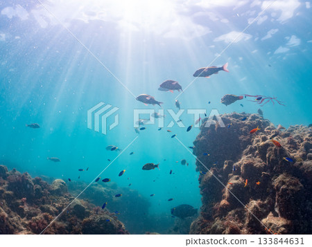 Schools of Japanese goatfish, Japanese seabass, and other fish. Hirizohama, Minamiizu Town, Nakagi, Izu Peninsula, Shizuoka Prefecture - 2025 One of the best in Japan 133844631