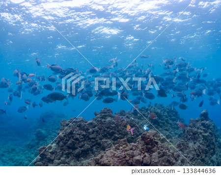 Schools of Japanese goatfish, Japanese seabass, and other fish. Hirizohama, Minamiizu Town, Nakagi, Izu Peninsula, Shizuoka Prefecture - 2025 One of the best in Japan 133844636