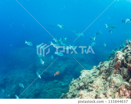 Schools of Japanese goatfish, Japanese seabass, and other fish. Hirizohama, Minamiizu Town, Nakagi, Izu Peninsula, Shizuoka Prefecture - 2025 One of the best in Japan 133844637