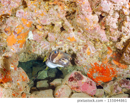 Large and beautiful porcupine fish and others. Hirizohama, Minamiizu Town, Nakagi, Izu Peninsula, Shizuoka Prefecture - 2025 One of the best in Japan Large and beautiful porcupine fish and others. Hirizohama, Minamiizu Town, Nakagi, Izu Peninsula, Shizuoka Prefecture - 2025 One of the best in Japan 133844861