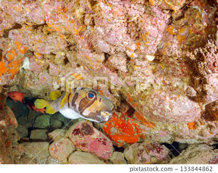 Large and beautiful porcupine fish and others. Hirizohama, Minamiizu Town, Nakagi, Izu Peninsula, Shizuoka Prefecture - 2025 One of the best in Japan Large and beautiful porcupine fish and others. Hirizohama, Minamiizu Town, Nakagi, Izu Peninsula, Shizuoka Prefecture - 2025 One of the best in Japan 133844862