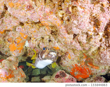 體型碩大、外形優美的刺豚魚及其他魚類。地址：靜岡縣伊豆半島中城南伊豆町平枝濱，郵編：2025。日本最佳觀賞魚場之一。 133844863