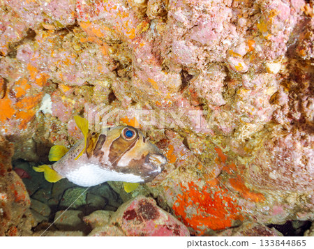 體型碩大、外形優美的刺豚魚及其他魚類。地址：靜岡縣伊豆半島中城南伊豆町平枝濱，郵編：2025。日本最佳觀賞魚場之一。 133844865
