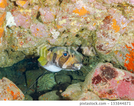 Large and beautiful porcupine fish and others. Hirizohama, Minamiizu Town, Nakagi, Izu Peninsula, Shizuoka Prefecture - 2025 One of the best in Japan Large and beautiful porcupine fish and others. Hirizohama, Minamiizu Town, Nakagi, Izu Peninsula, Shizuoka Prefecture - 2025 One of the best in Japan 133844871