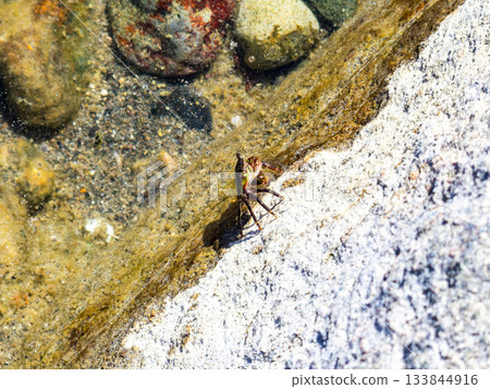 The beautiful sea of Shikinejima - A cute rock crab on the rocks of Oura Beach 133844916