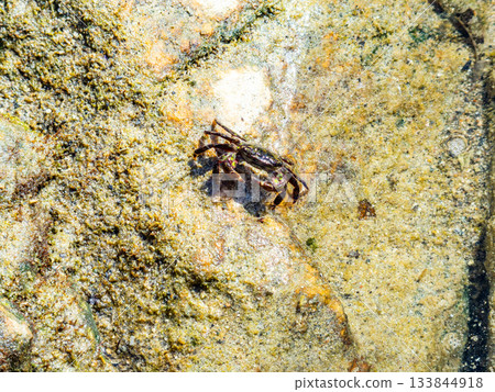 The beautiful sea of Shikinejima - A cute rock crab on the rocks of Oura Beach 133844918