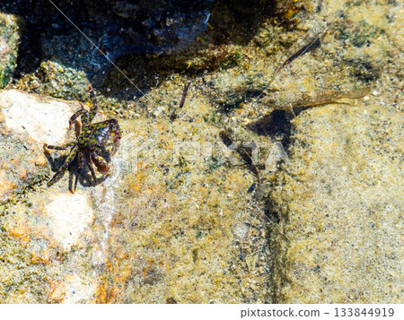The beautiful sea of Shikinejima - A cute rock crab on the rocks of Oura Beach 133844919