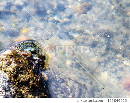 The beautiful sea of Shikinejima - A cute rock crab on the rocks of Oura Beach 133844923