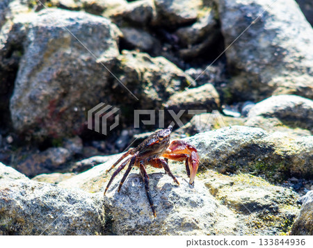The beautiful sea of Shikinejima - A cute rock crab on the rocks of Oura Beach 133844936