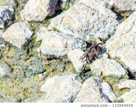 The beautiful sea of Shikinejima - A cute rock crab on the rocks of Oura Beach 133844939