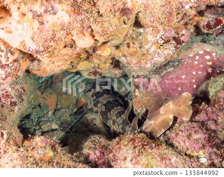 The master of Hirizo, the large and beautiful Oose (shark) Hirizohama, Nakagi, Minamiizu Town, Izu Peninsula, Shizuoka Prefecture - 2025 One of the most famous in Japan 133844992