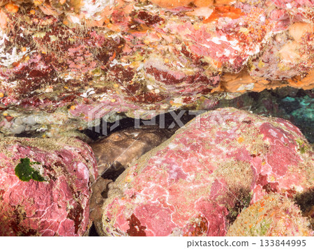 位於靜岡縣伊豆半島南伊豆町中木市的Hirizohama，是日本最著名的鯊魚之一，以其體型龐大、姿態優美的鯊魚而聞名。 133844995