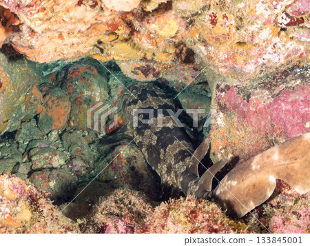 位於靜岡縣伊豆半島南伊豆町中木市的Hirizohama，是日本最著名的鯊魚之一，以其體型龐大、姿態優美的鯊魚而聞名。 133845001