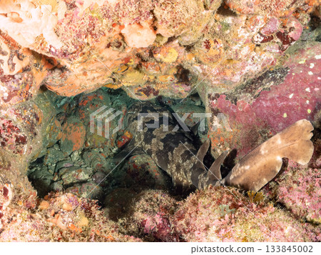 The master of Hirizo, the large and beautiful Oose (shark) Hirizohama, Nakagi, Minamiizu Town, Izu Peninsula, Shizuoka Prefecture - 2025 One of the most famous in Japan The master of Hirizo, the large and beautiful Oose (shark) Hirizohama, Nakagi, Minamiizu Town, Izu Peninsula, Shizuoka Prefecture - 2025 One of the most famous in Japan 133845002