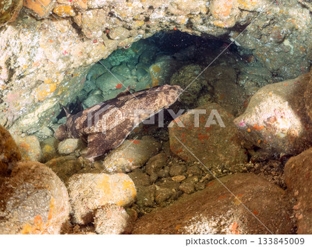The master of Hirizo, the large and beautiful Oose (shark) Hirizohama, Nakagi, Minamiizu Town, Izu Peninsula, Shizuoka Prefecture - 2025 One of the most famous in Japan 133845009