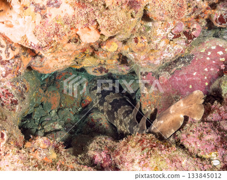 位於靜岡縣伊豆半島南伊豆町中木市的Hirizohama,是日本最著名的鯊魚之一,以其體型龐大、姿態優美的鯊魚而聞名。 位於靜岡縣伊豆半島南伊豆町中木市的Hirizohama,是日本最著名的鯊魚之一,以其體型龐大、姿態優美的鯊魚而聞名。 133845012