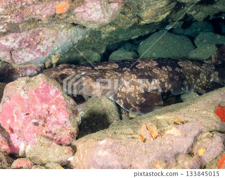 The master of Hirizo, the large and beautiful Oose (shark) Hirizohama, Nakagi, Minamiizu Town, Izu Peninsula, Shizuoka Prefecture - 2025 One of the most famous in Japan 133845015