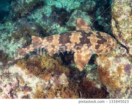 位於靜岡縣伊豆半島南伊豆町中木市的Hirizohama，是日本最著名的鯊魚之一，以其體型龐大、姿態優美的鯊魚而聞名。 133845023