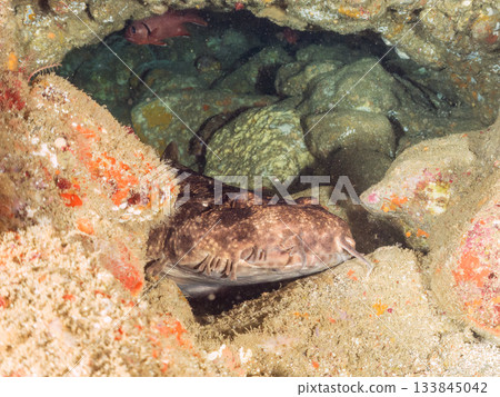 位於靜岡縣伊豆半島南伊豆町中木市的Hirizohama，是日本最著名的鯊魚之一，以其體型龐大、姿態優美的鯊魚而聞名。 133845042