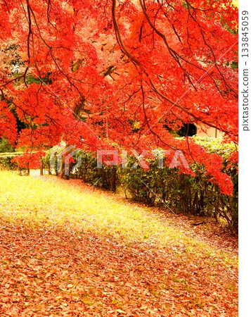 Park scenery with red-colored trees Park scenery with red-colored trees 133845059
