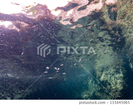 Half-surface photograph of a juvenile bigfin reef squid. Hirizohama, Nakagi, Minamiizu Town, Izu Peninsula, Shizuoka Prefecture - 2025 One of Japan's leading snorkeling spots Half-surface photograph of a juvenile bigfin reef squid. Hirizohama, Nakagi, Minamiizu Town, Izu Peninsula, Shizuoka Prefecture - 2025 One of Japan's leading snorkeling spots 133845065