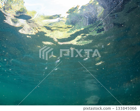 Half-surface photograph of a juvenile bigfin reef squid. Hirizohama, Nakagi, Minamiizu Town, Izu Peninsula, Shizuoka Prefecture - 2025 One of Japan's leading snorkeling spots 133845066