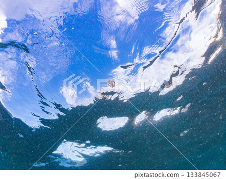 Half-surface photograph of a juvenile bigfin reef squid. Hirizohama, Nakagi, Minamiizu Town, Izu Peninsula, Shizuoka Prefecture - 2025 One of Japan's leading snorkeling spots 133845067