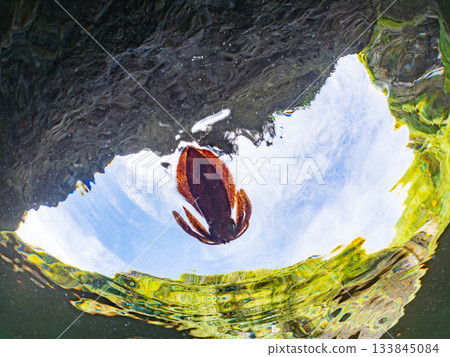 一張幼年大鰭礁魷的半身像照片。日本靜岡縣伊豆半島南伊豆町中木町堀浜 - 2025年,日本頂級浮潛勝地之一。 一張幼年大鰭礁魷的半身像照片。日本靜岡縣伊豆半島南伊豆町中木町堀浜 - 2025年,日本頂級浮潛勝地之一。 133845084