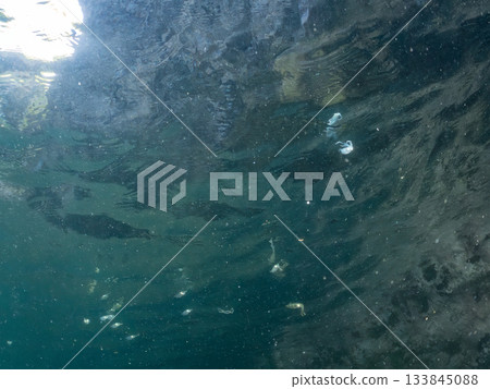 Half-surface photograph of a juvenile bigfin reef squid. Hirizohama, Nakagi, Minamiizu Town, Izu Peninsula, Shizuoka Prefecture - 2025 One of Japan's leading snorkeling spots Half-surface photograph of a juvenile bigfin reef squid. Hirizohama, Nakagi, Minamiizu Town, Izu Peninsula, Shizuoka Prefecture - 2025 One of Japan's leading snorkeling spots 133845088