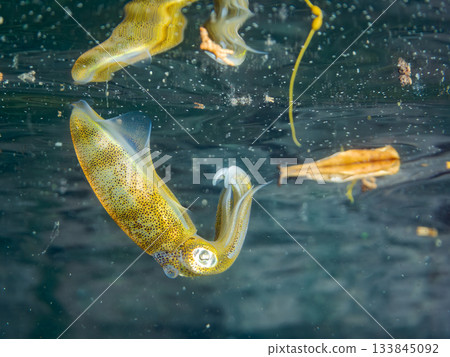 Half-surface photograph of a juvenile bigfin reef squid. Hirizohama, Nakagi, Minamiizu Town, Izu Peninsula, Shizuoka Prefecture - 2025 One of Japan's leading snorkeling spots Half-surface photograph of a juvenile bigfin reef squid. Hirizohama, Nakagi, Minamiizu Town, Izu Peninsula, Shizuoka Prefecture - 2025 One of Japan's leading snorkeling spots 133845092
