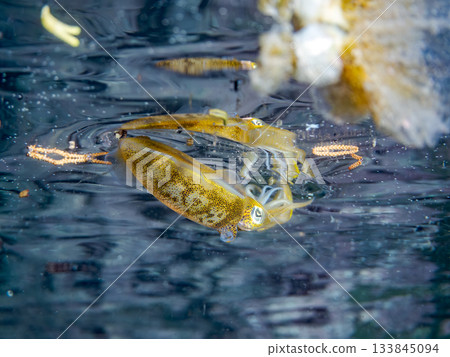 Half-surface photograph of a juvenile bigfin reef squid. Hirizohama, Nakagi, Minamiizu Town, Izu Peninsula, Shizuoka Prefecture - 2025 One of Japan's leading snorkeling spots 133845094