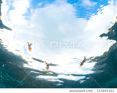 一張幼年大鰭礁魷的半身像照片。日本靜岡縣伊豆半島南伊豆町中木町堀浜 - 2025年，日本頂級浮潛勝地之一。 133845101